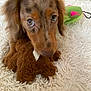 Dalia is registered to the contest to win money with this photo: puppy, dog, toy, brown, tan, fur, eyes, pet, cute, indoor, carpet, shaggy_rug, closeup, playful, animal, pet_toy, home_decor, green, pink, soft