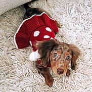 Dalia is registered to the contest to win money with this photo: dog, puppy, pet, red_sweater, knitted_clothing, polka_dots, fluffy_rug, cute, brown_fur, blue_eyes, indoor, cozy, small_dog, looking_up, adorable, animal, domestic_pet, fur, lying_down, portrait