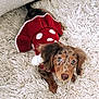 dog, puppy, pet, red_sweater, knitted_clothing, polka_dots, fluffy_rug, cute, brown_fur, blue_eyes, indoor, cozy, small_dog, looking_up, adorable, animal, domestic_pet, fur, lying_down, portrait