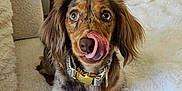 Dalia joined the competition — help win amazing prizes! dog, long_hair, licking, tongue_out, couch, white_couch, plant, indoor, pet, collar, furniture, home, cute, brown_dog, fur, animal, domestic_animal, looking_up, tongue, expression