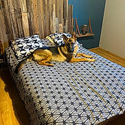 Usko a rejoint le concours — aidez-le/la à gagner de superbes lots ! german_shepherd, dog, bed, bedroom, pillow, lamp, wood_floor, wood_headboard, floating_shelf, patterned_bedspread, domestic_animal, pet, indoor, resting, looking, fur, ears, animal, cozy, home