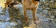 Usko a rejoint le concours — aidez-le/la à gagner de superbes lots ! dog, german_shepherd, water, stream, rocks, wet_fur, outdoor, nature, animal, canine, standing, sunlight, reflection, riverbed, pets, mammal, daylight, closeup, wildlife, fur