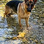 dog, german_shepherd, water, stream, rocks, wet_fur, outdoor, nature, animal, canine, standing, sunlight, reflection, riverbed, pets, mammal, daylight, closeup, wildlife, fur