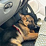 dog, puppy, german_shepherd, sleeping, car_interior, floor_mat, sunlight, red_collar, seat, dashboard, door_handle, vehicle, nap, pet, animal, cozy, resting, shadow, closeup, young_dog