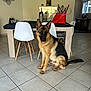 german_shepherd, dog, pet, indoor, dining_room, table, chair, floor, tile_floor, handbag, decor, window, light, furniture, modern, animal, sitting, ears_up, tongue_out, quiet