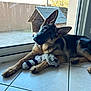 german_shepherd, puppy, dog, toy, stuffed_animal, indoor, tile_floor, glass_door, doghouse, pet, animal, cute, ears, fur, playful, resting, home, companion, looking, tilted_head