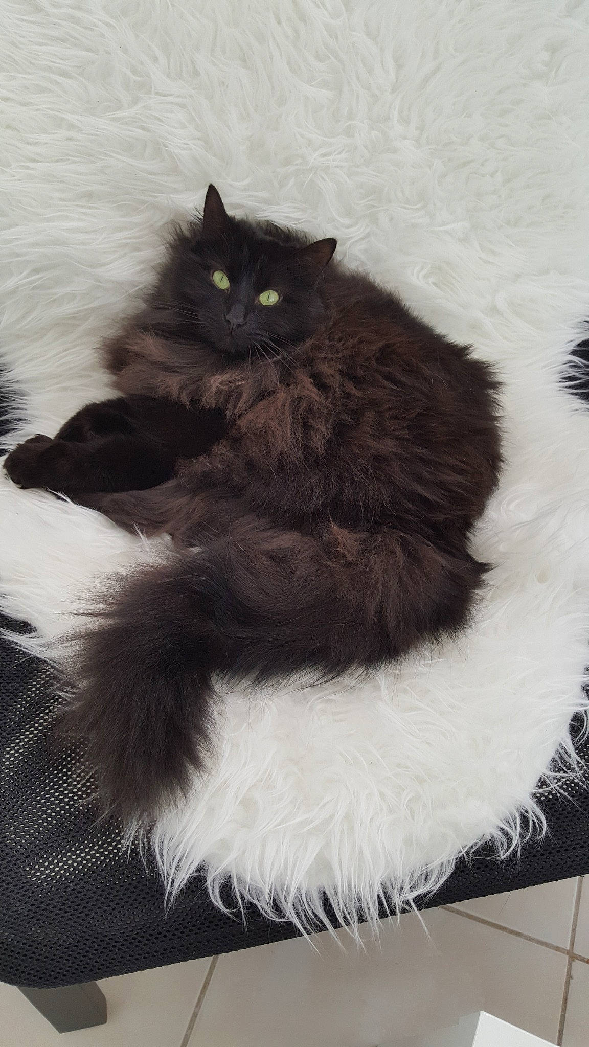 Lilou participe au concours pour gagner de l'argent avec cette photo : asian_semi_longhair, black_cat, british_longhair, british_semi_longhair, carnivore, cat, cymric, domestic_long_haired_cat, felidae, fur, kitten, mammal, norwegian_forest_cat, persian, ragamuffin, selkirk_rex, siberian, small_to_medium_sized_cats, tail, whiskers