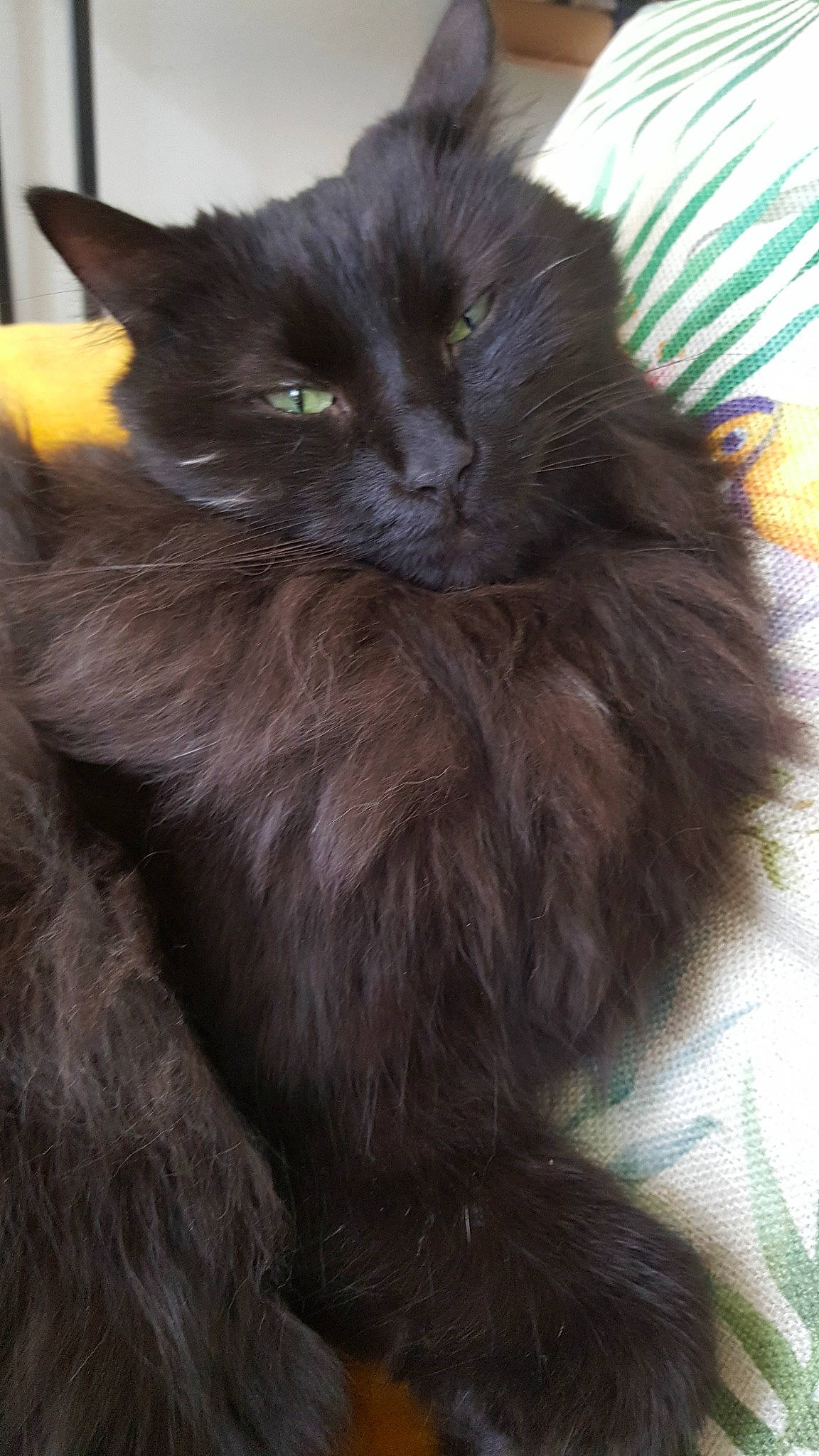 Lilou a rejoint le concours — aidez-le/la à gagner de superbes lots ! asian_semi_longhair, black_cat, british_longhair, british_semi_longhair, carnivore, cat, domestic_long_haired_cat, felidae, fur, kitten, mammal, nebelung, norwegian_forest_cat, persian, small_to_medium_sized_cats, snout, vertebrate, whiskers