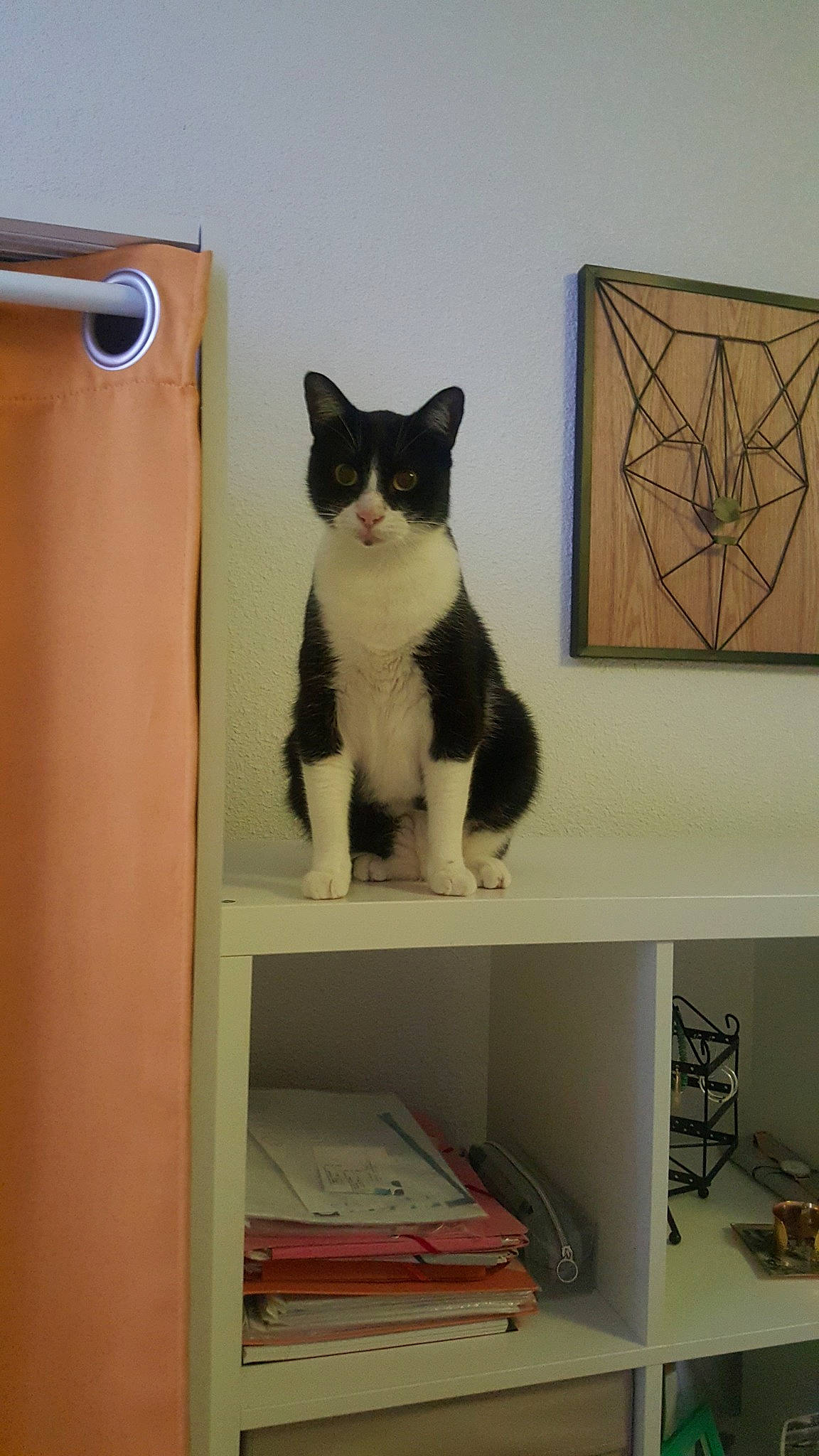 Fly a rejoint le concours — aidez-le/la à gagner de superbes lots ! carnivore, cat, domestic_short_haired_cat, european_shorthair, felidae, polydactyl_cat, room, shelf, shelving, small_to_medium_sized_cats, whiskers