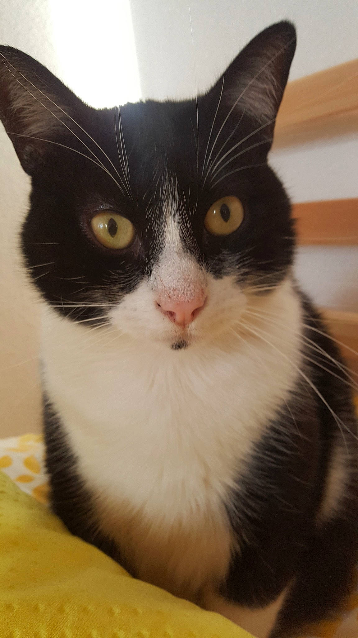 Fly participe au concours pour gagner de l'argent avec cette photo : aegean_cat, american_wirehair, black_and_white, black_cat, carnivore, cat, domestic_short_haired_cat, european_shorthair, felidae, japanese_bobtail, kitten, mammal, polydactyl_cat, small_to_medium_sized_cats, snout, vertebrate, whiskers