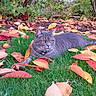 cat, gray_cat, grass, autumn_leaves, fall, outdoor, nature, leaf_litter, greenery, pet, animal, feline, relaxed, lying_down, collar, yellow_eyes, bushes, seasonal, colorful, garden