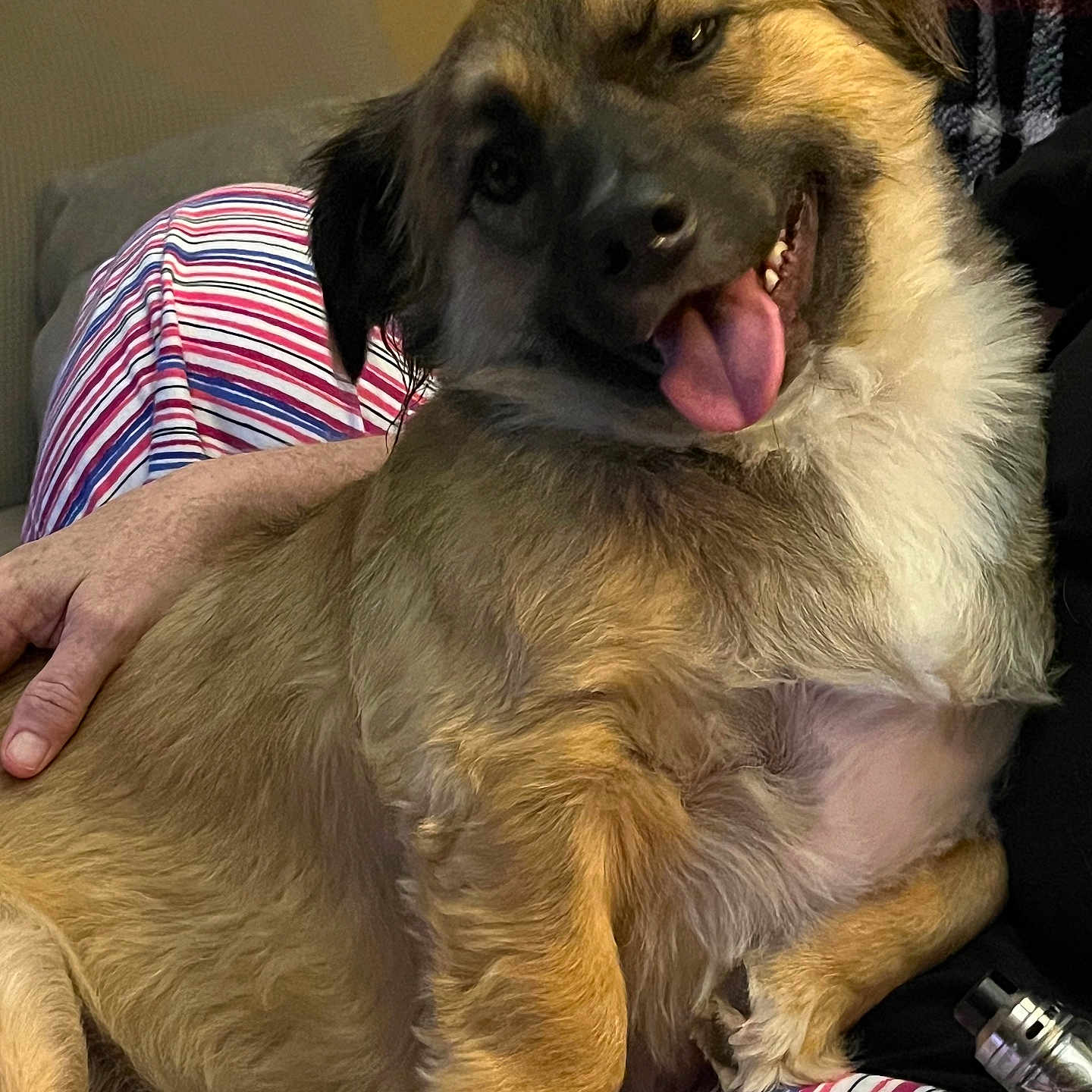 Bentley is registered to the contest to win money with this photo: animal, bodypart, canine, chair, couch, cushion, dog, face, furniture, germanshepherd, head, homedecor, hound, mouth, person, pet, photography, portrait, puppy, tongue