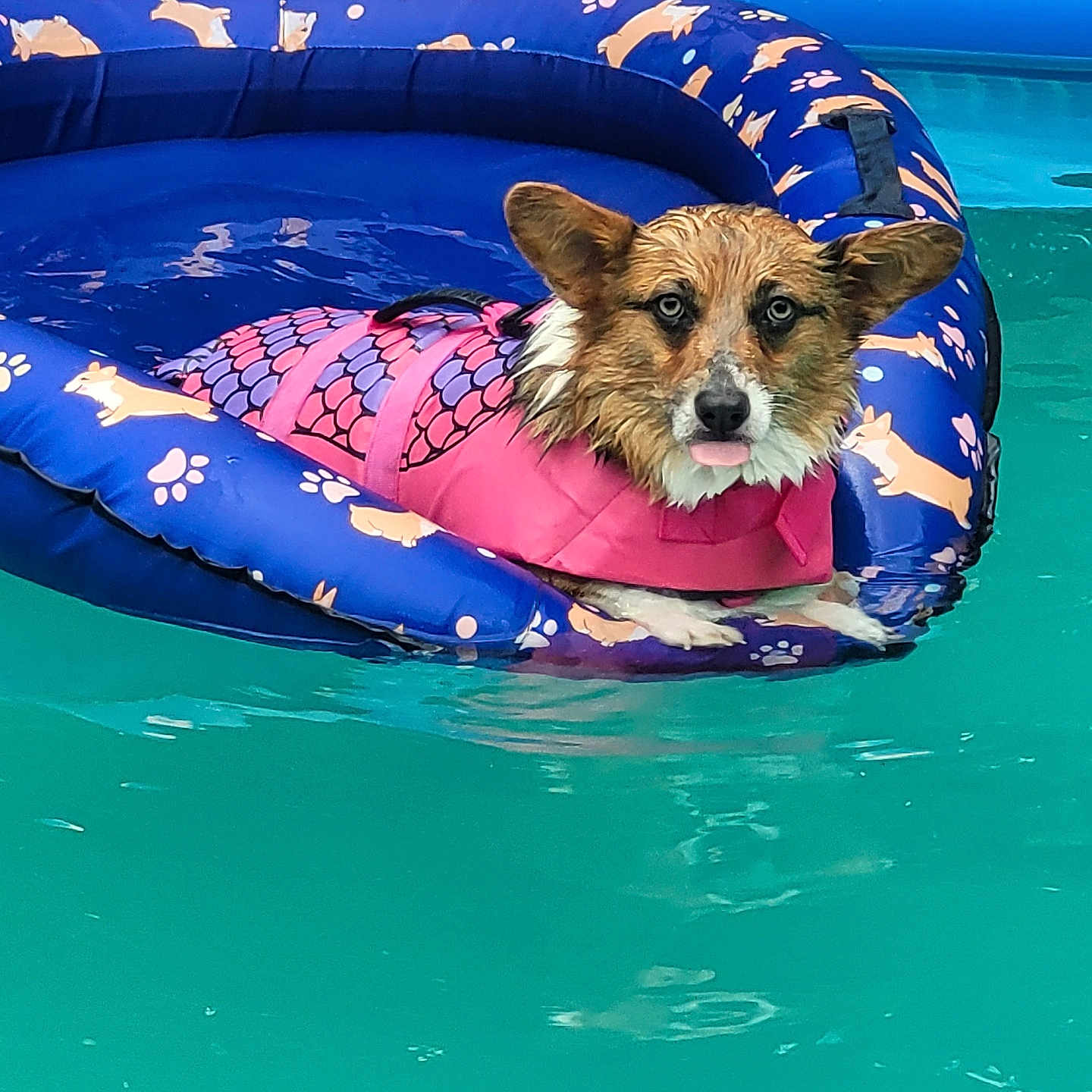 Ella joined the competition — help win amazing prizes! animal, canine, clothing, dog, inflatable, leisureactivities, lifejacket, outdoors, person, pet, pool, puppy, sport, summer, swimming, swimmingpool, terrier, tubing, vest, water