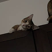 Cosmo joined the competition — help win amazing prizes! animal, brown, cabinet, cat, curious, cute, ears, feline, head, home, indoor, mischievous, peeking, pet, quiet, relaxed, striped, watching, whiskers, white