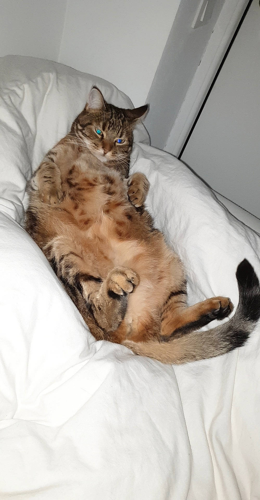 Boy participe au concours pour gagner de l'argent avec cette photo : american_bobtail, asian, australian_mist, bengal, carnivore, cat, domestic_short_haired_cat, dragon_li, european_shorthair, felidae, fur, kitten, mammal, ocicat, pixie_bob, sitting, small_to_medium_sized_cats, tabby_cat, vertebrate, whiskers