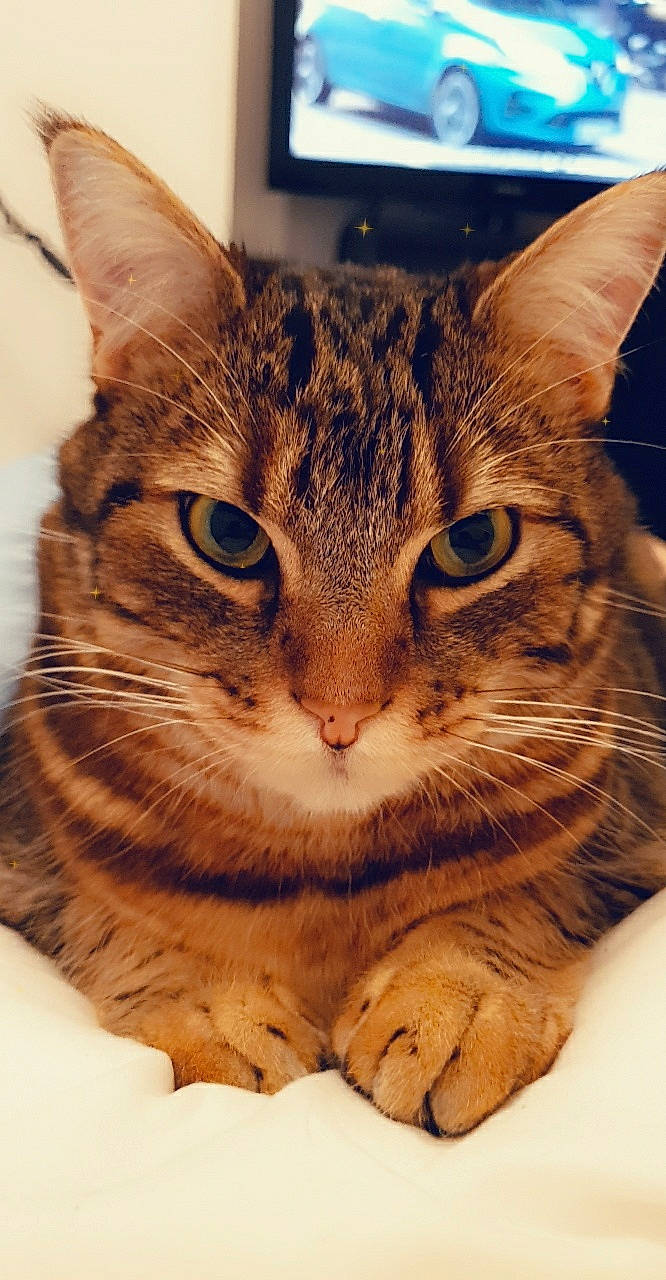 Boy a rejoint le concours — aidez-le/la à gagner de superbes lots ! aegean_cat, american_shorthair, american_wirehair, asian, australian_mist, bengal, california_spangled, carnivore, cat, domestic_short_haired_cat, dragon_li, european_shorthair, felidae, mammal, small_to_medium_sized_cats, snout, tabby_cat, toyger, vertebrate, whiskers