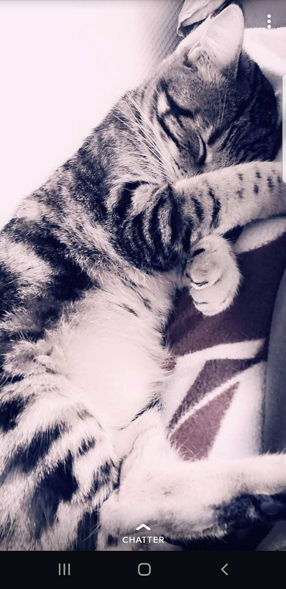 Boy a rejoint le concours — aidez-le/la à gagner de superbes lots ! american_shorthair, asian, black_and_white, carnivore, cat, ear, felidae, fur, kitten, monochrome, paw, small_to_medium_sized_cats, tabby_cat, tail, whiskers