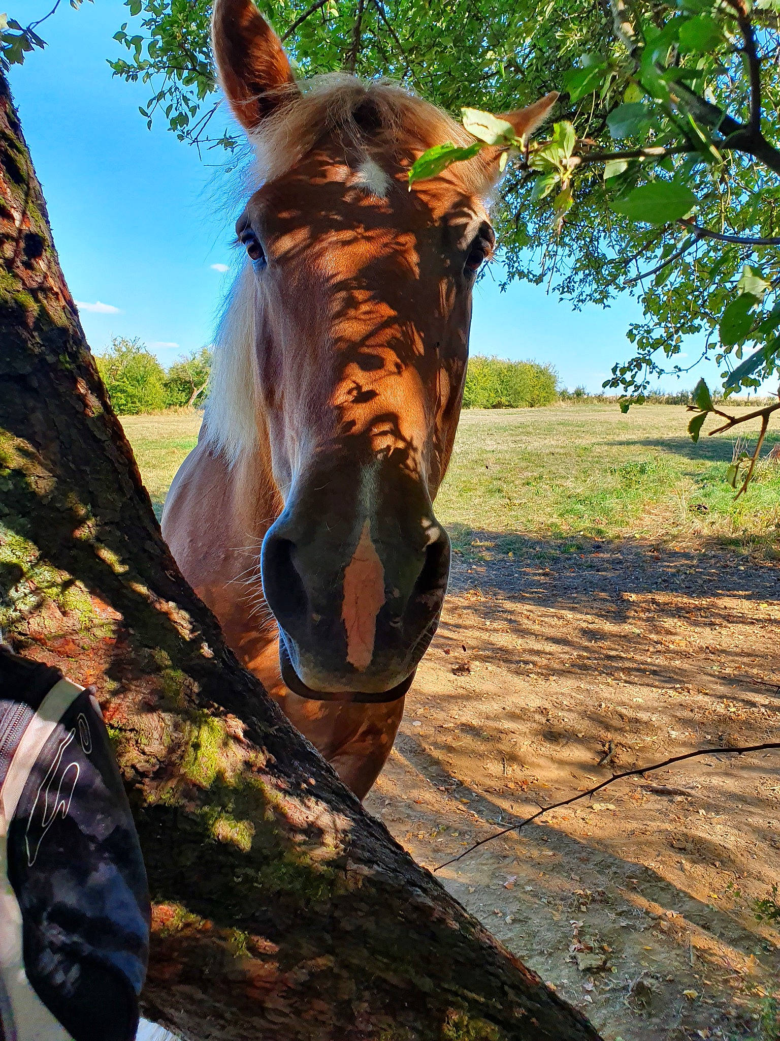 Tulipe De Lizolle participe au concours pour gagner de l'argent avec cette photo : branch, ear, fawn, grass, horse, mammal, mare, okapi, organism, plant, sky, snout, stallion, terrestrial_animal, tree, trunk, wildlife, wood, woody_plant