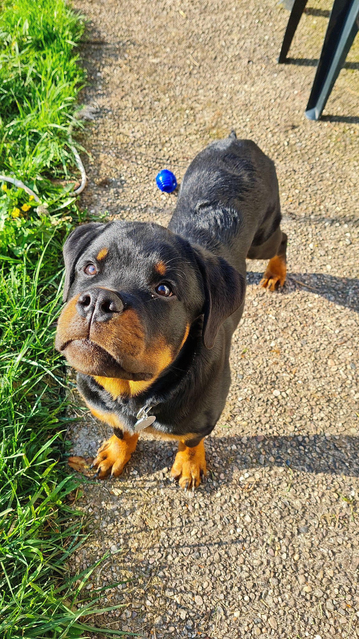 Thor participe au concours pour gagner de l'argent avec cette photo : asphalt, carnivore, companion_dog, dog, dog_breed, grass, groundcover, hunting_dog, plant, road_surface, snout, sporting_group, tar, terrestrial_animal, working_animal, working_dog
