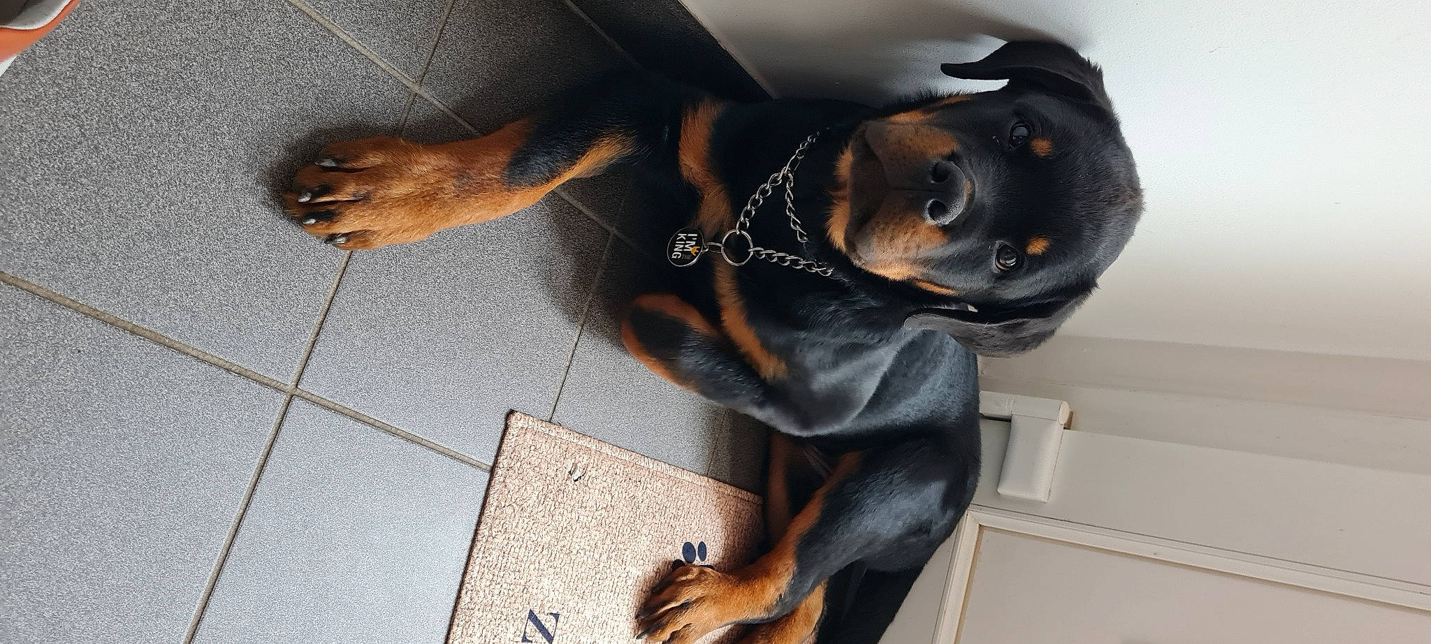 Thor a rejoint le concours — aidez-le/la à gagner de superbes lots ! brown, canidae, carnivore, comfort, companion_dog, dog, dog_breed, fawn, flooring, guard_dog, human_leg, liver, metal, snout, sporting_group, tail, working_animal, working_dog