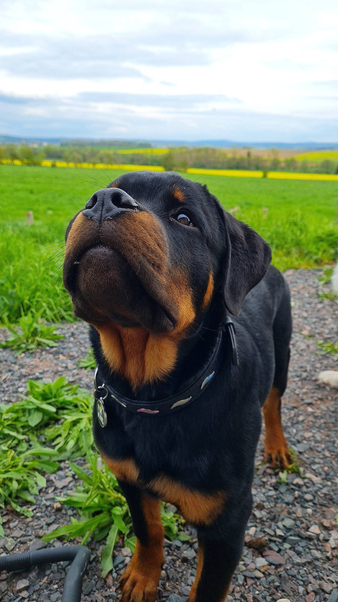 Thor participe au concours pour gagner de l'argent avec cette photo : carnivore, cloud, collar, companion_dog, dog, dog_breed, dog_collar, fawn, grass, grassland, guard_dog, landscape, plant, prairie, scent_hound, sky, snout, sporting_group, working_animal, working_dog