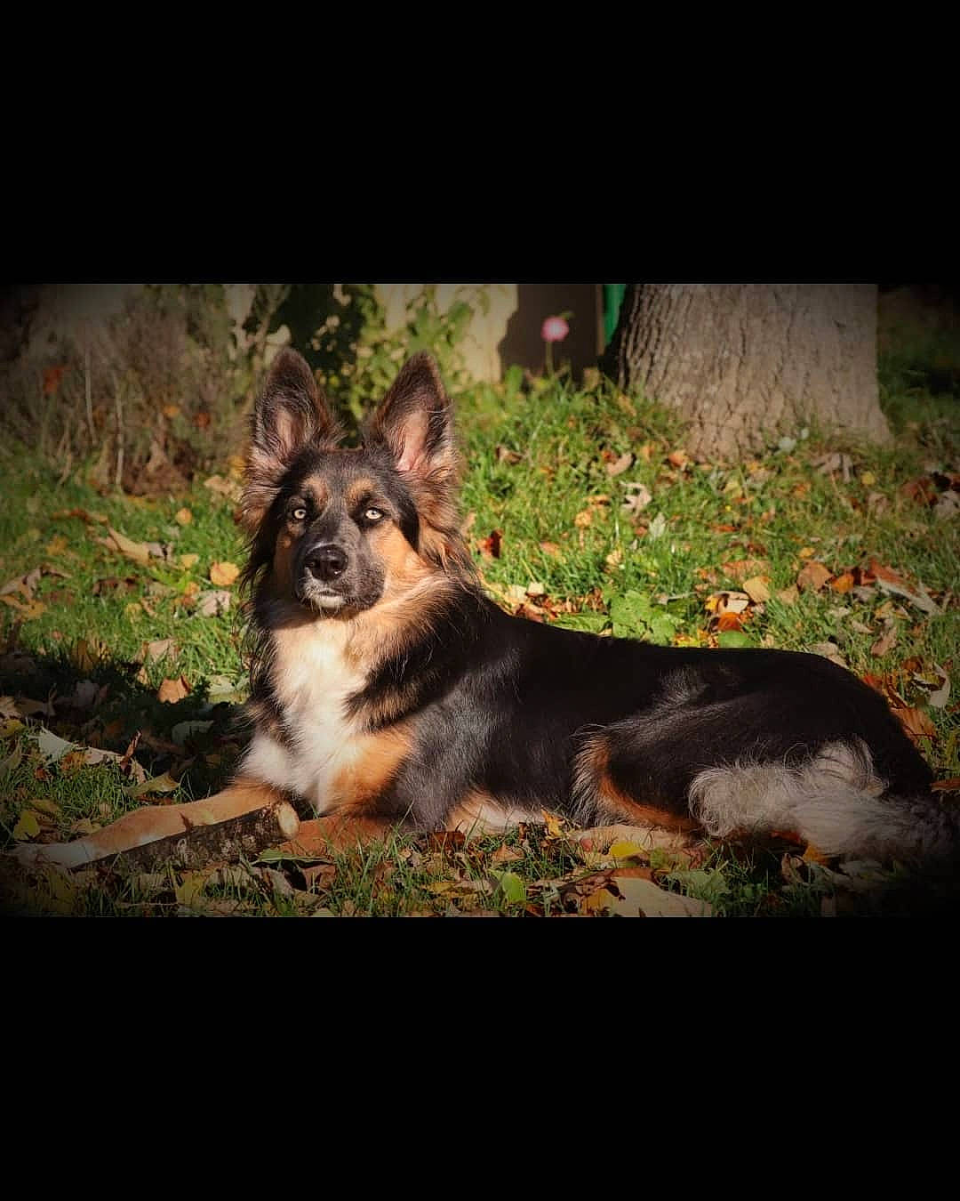 Ruby participe au concours pour gagner de l'argent avec cette photo : art, canidae, carnivore, companion_dog, darkness, dog, dog_breed, fur, grass, heat, plant, rock, soil, sporting_group, terrestrial_animal, tints_and_shades, wildlife, working_dog