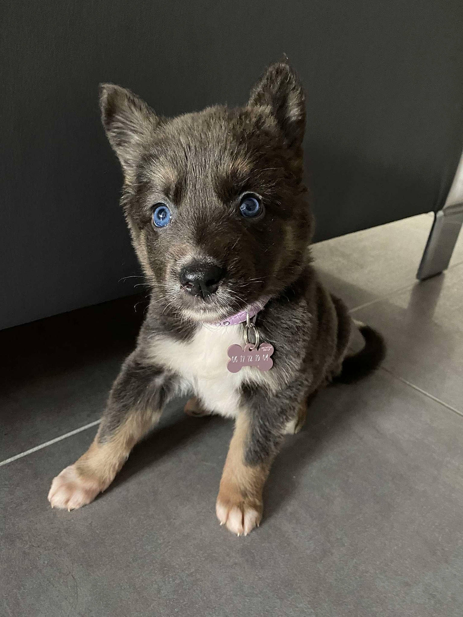 Ruby a rejoint le concours — aidez-le/la à gagner de superbes lots ! carnivore, companion_dog, dog, dog_breed, dog_supply, fawn, floor, flooring, foot, pet_supply, puppy, snout, tile, whiskers, working_animal