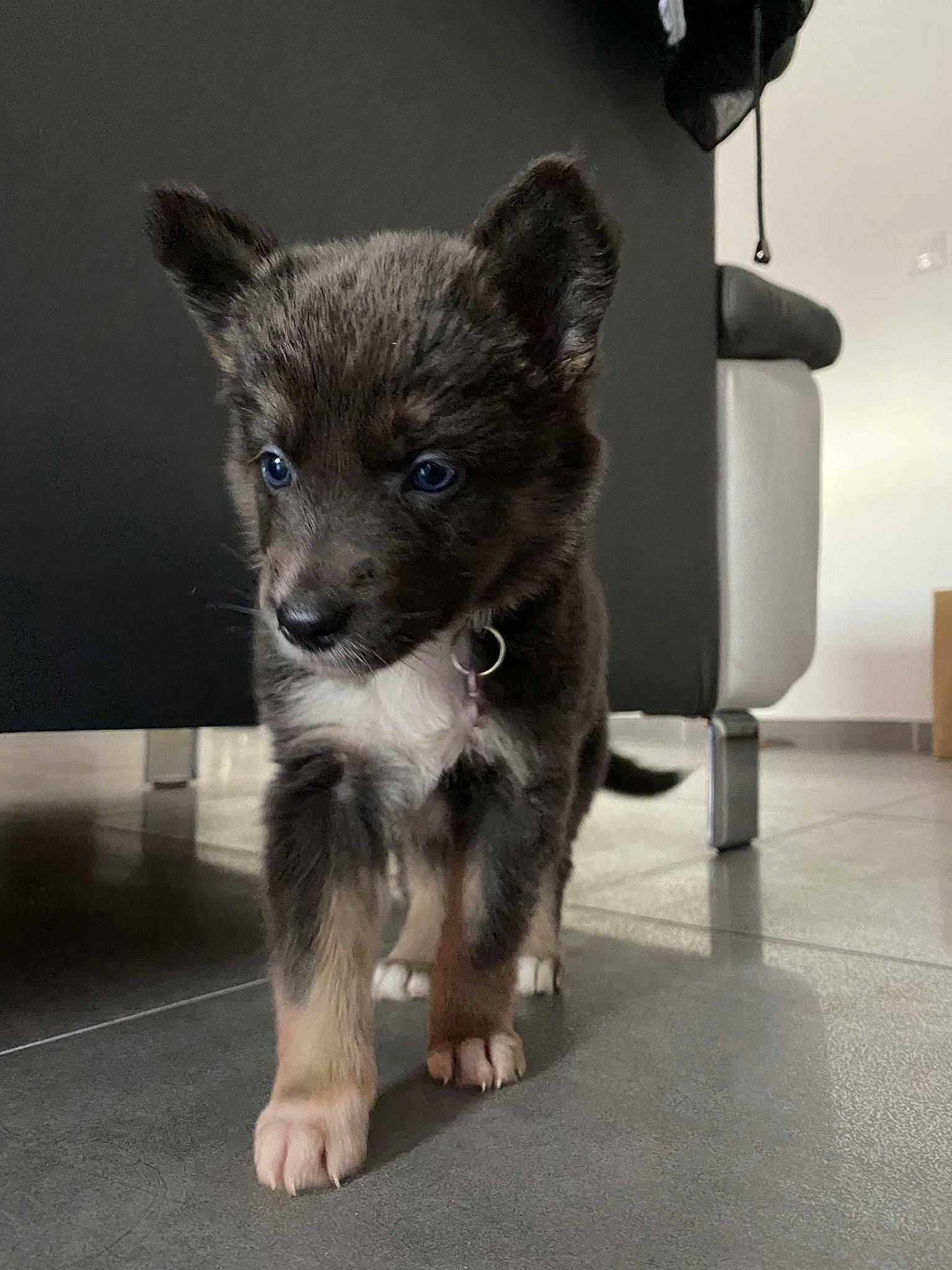 Ruby participe au concours pour gagner de l'argent avec cette photo : canidae, canis, carnivore, companion_dog, dog, dog_breed, floor, flooring, foot, fur, rare_breed_dog, silver_fox, snout, tile, toe, working_animal, working_dog