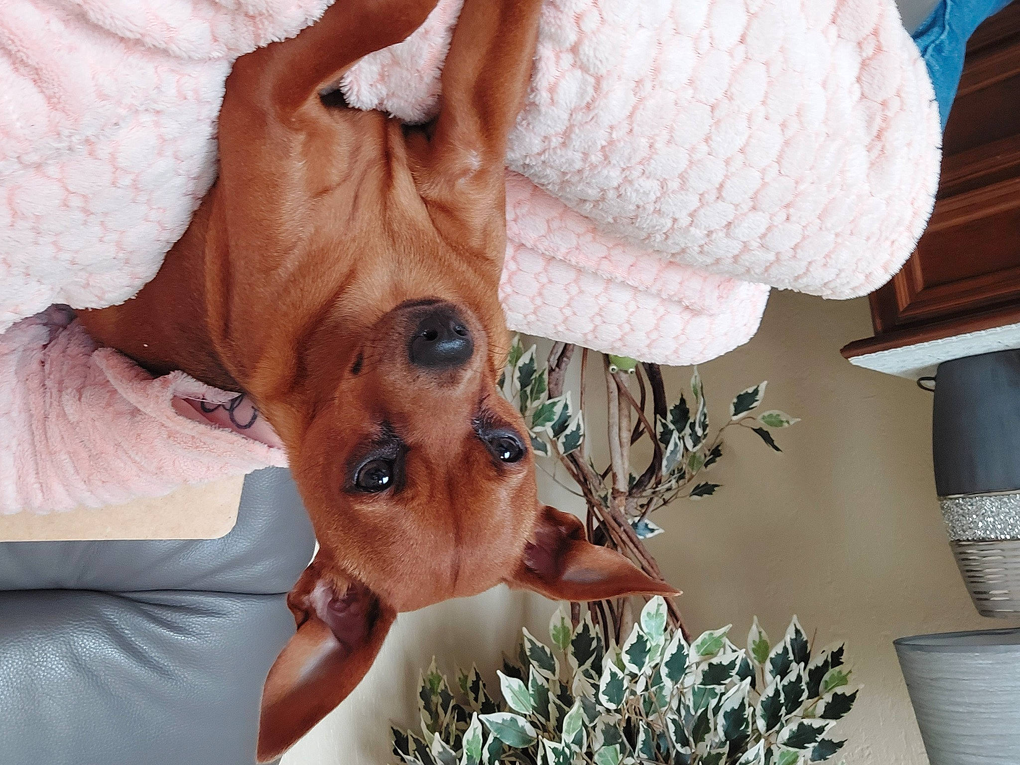 Lally participe au concours pour gagner de l'argent avec cette photo : canidae, carnivore, companion_dog, dog, dog_breed, ear, eyelash, fawn, fur, hat, lamp, peach, plant, snout, sporting_group, sunglasses, toy_dog, whiskers, white, working_animal