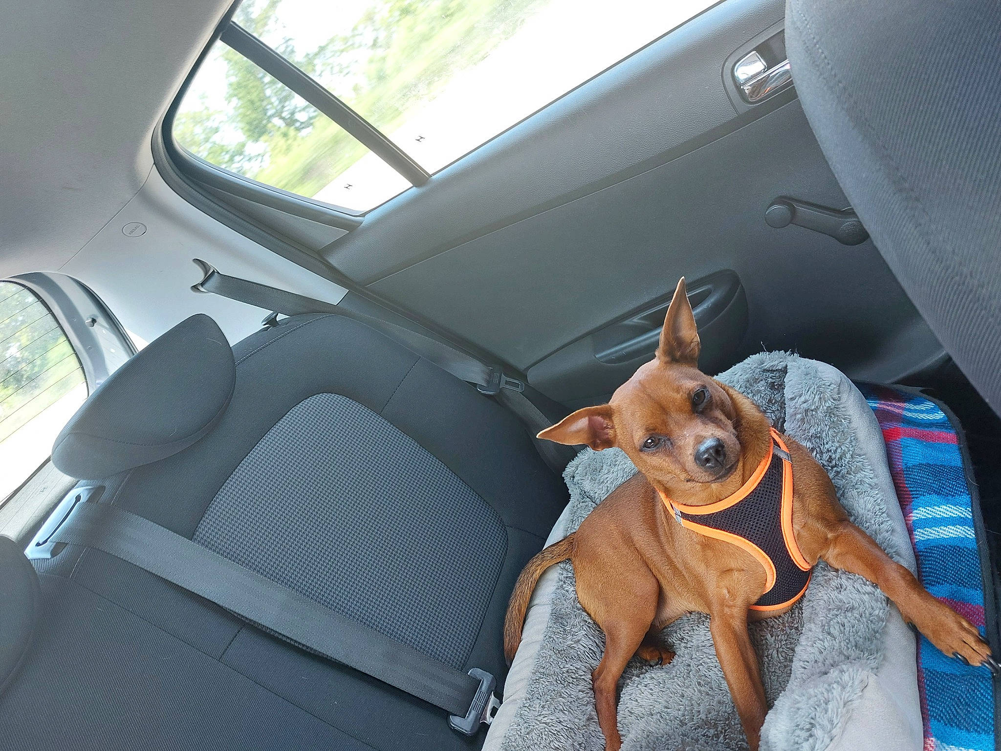 Lally participe au concours pour gagner de l'argent avec cette photo : auto_part, automotive_design, automotive_exterior, car, car_seat, car_seat_cover, carnivore, dog, fawn, head_restraint, mode_of_transport, motor_vehicle, personal_luxury_car, plant, steering_part, steering_wheel, sunglasses, vehicle, vehicle_door, window