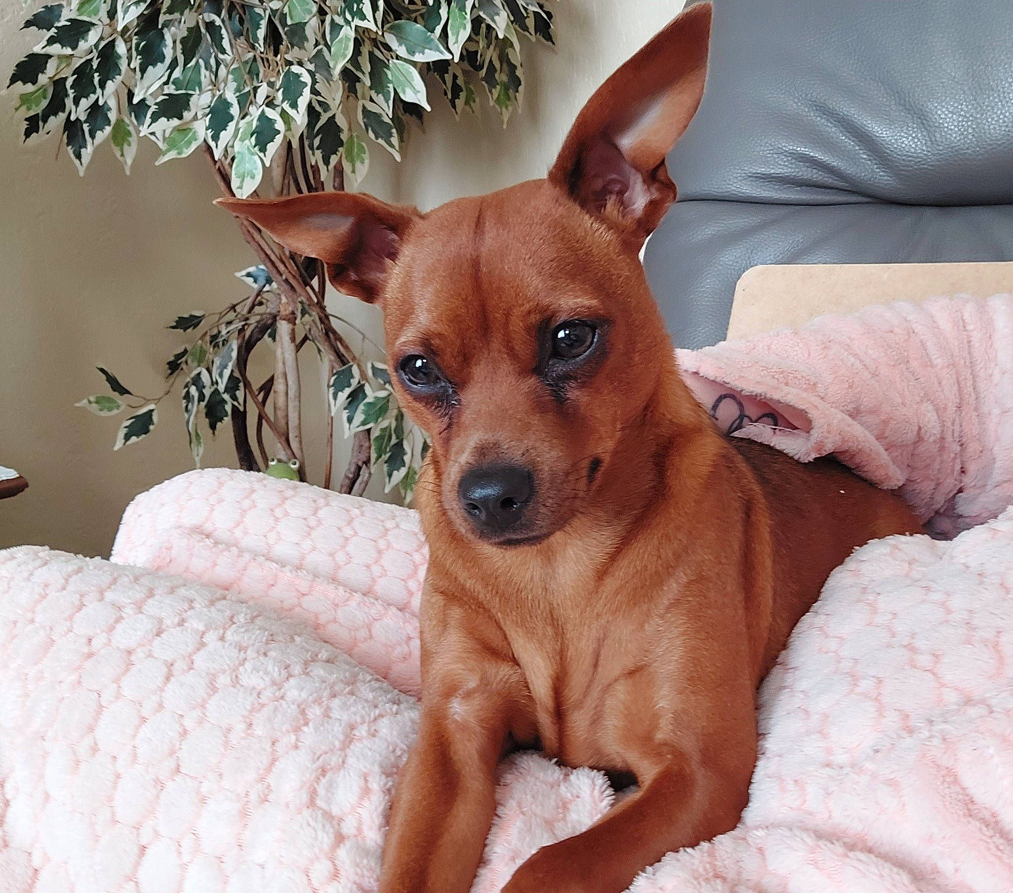 Lally participe au concours pour gagner de l'argent avec cette photo : canidae, carnivore, collar, comfort, companion_dog, couch, dog, dog_breed, dog_supply, ear, eye, fawn, fur, liver, snout, sporting_group, terrestrial_animal, toy_dog, whiskers, working_animal