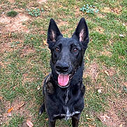 Bandit joined the competition — help win amazing prizes! alert, animal, black_dog, canine, dog, ears_up, field, friendly, fur, grass, happy, looking_up, mammal, nature, outdoor, pet, playful, sitting, summer, tongue_out