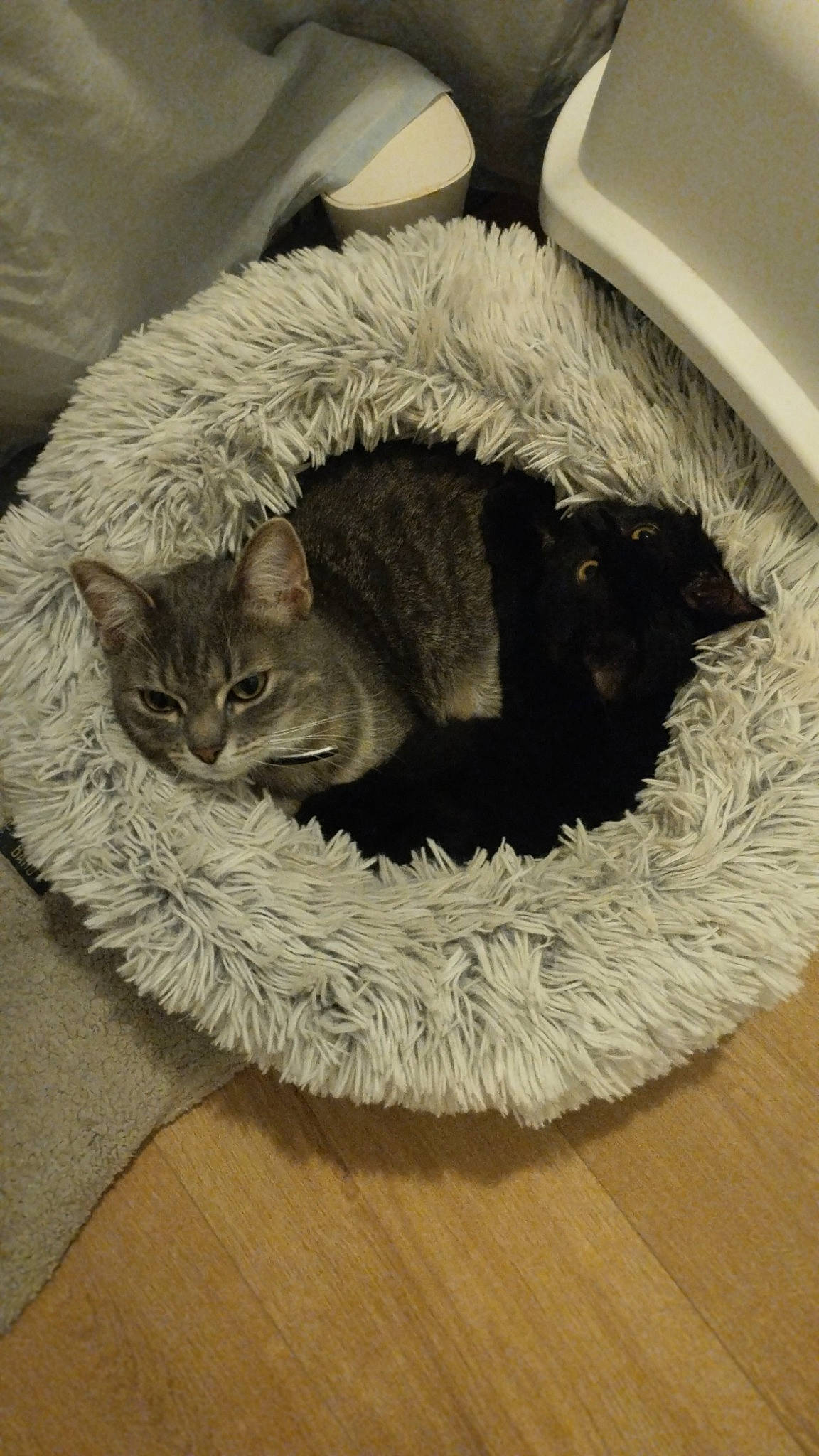 Tetris participe au concours pour gagner de l'argent avec cette photo : basket, carnivore, cat, cat_bed, cat_furniture, cat_supply, comfort, domestic_short_haired_cat, fashion_accessory, fawn, felidae, flooring, fur, grey, small_to_medium_sized_cats, snout, tail, whiskers, wood, wool