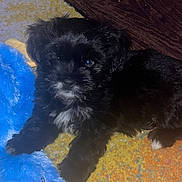 Lucky is registered to the contest to win money with this photo: animal, black_fur, blue_toy, carpet, cute, dog, domestic_animal, floor, fluffy, fur, indoor, lying_down, pet, playful, puppy, resting, small_dog, stuffed_toy, toy, young_dog