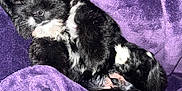 Lucky joined the competition — help win amazing prizes! adorable, animal, black_and_white, blanket, comfort, cozy, cute, dog, fur, fur_texture, indoors, nap, pet, puppy, purple, resting, sleeping, small, soft, young_dog