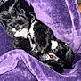 adorable, animal, black_and_white, blanket, comfort, cozy, cute, dog, fur, fur_texture, indoors, nap, pet, puppy, purple, resting, sleeping, small, soft, young_dog