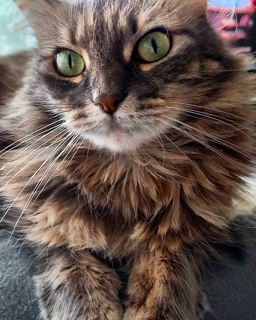 Dixie participe au concours pour gagner de l'argent avec cette photo : carnivore, cat, claw, close_up, domestic_short_haired_cat, eye, felidae, fur, mammal, paw, small_to_medium_sized_cats, snout, terrestrial_animal, whiskers, wildlife, window