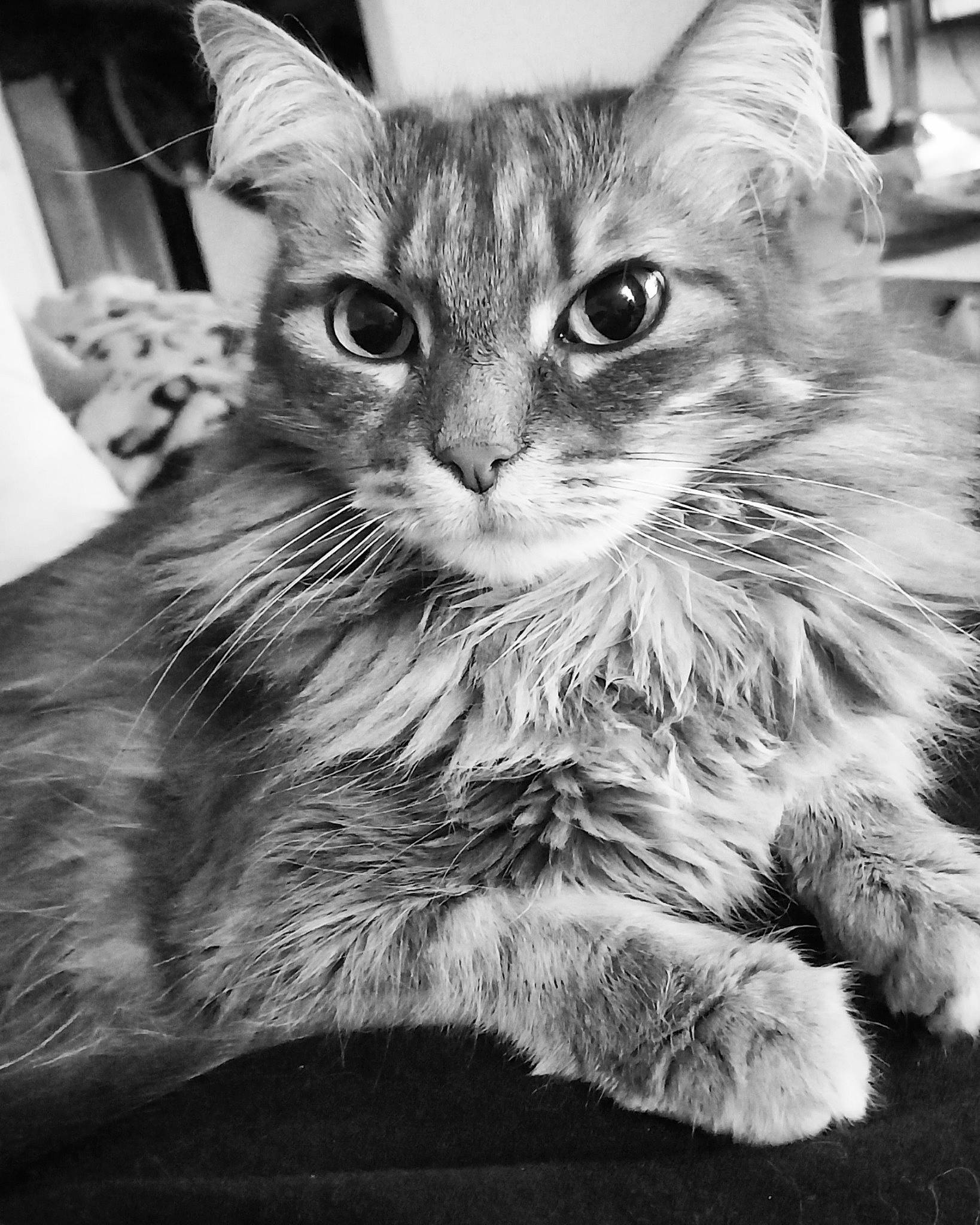 Dixie a rejoint le concours — aidez-le/la à gagner de superbes lots ! black_and_white, carnivore, cat, claw, domestic_short_haired_cat, felidae, fur, grey, monochrome, monochrome_photography, paw, photography, small_to_medium_sized_cats, snout, still_life_photography, style, terrestrial_animal, whiskers, wildlife, window