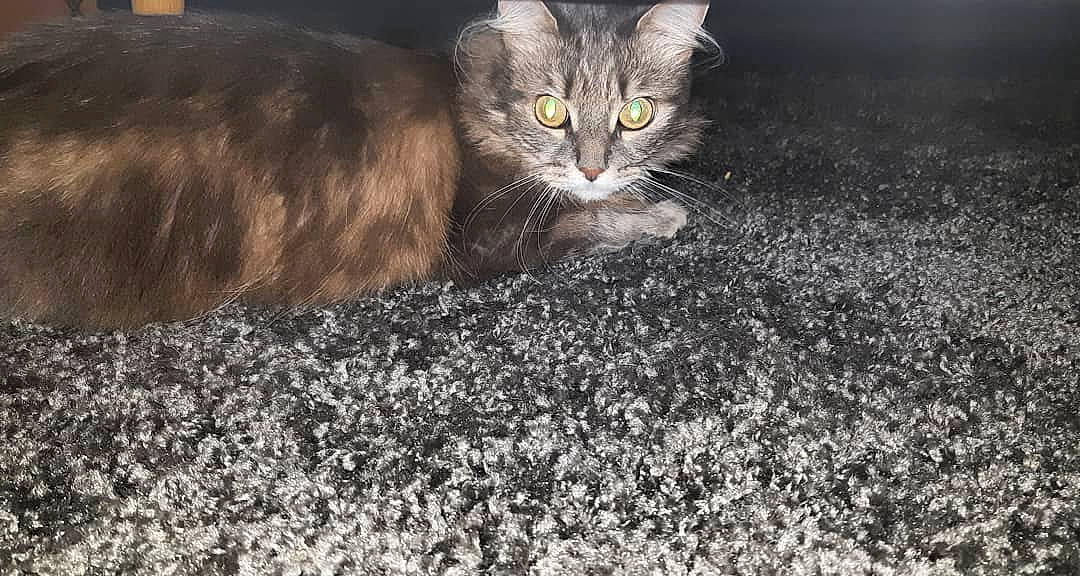 Dixie participe au concours pour gagner de l'argent avec cette photo : asphalt, carnivore, cat, claw, domestic_short_haired_cat, felidae, flooring, fur, grass, monochrome_photography, paw, plant, road_surface, small_to_medium_sized_cats, snout, soil, tail, terrestrial_animal, whiskers, wildlife