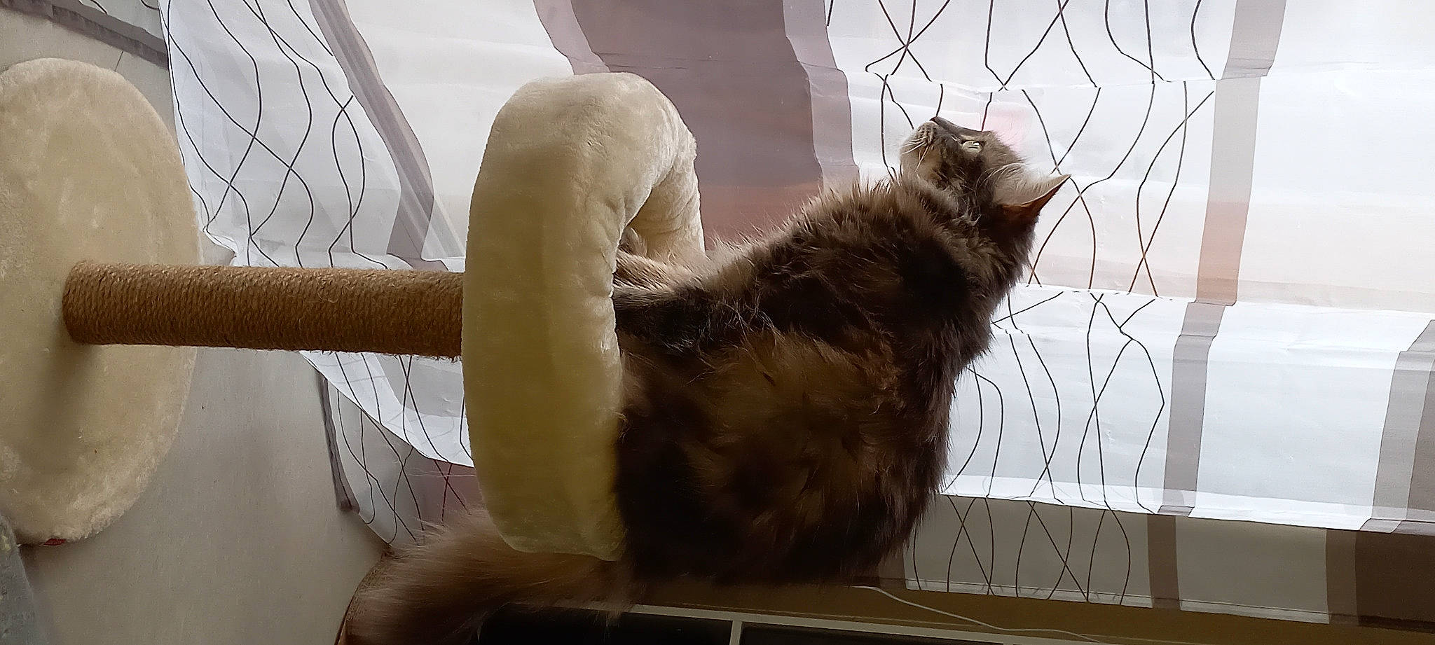 Dixie a rejoint le concours — aidez-le/la à gagner de superbes lots ! animal_shelter, carnivore, cat, cat_supply, claw, comfort, domestic_short_haired_cat, felidae, foot, fur, paw, pet_supply, small_to_medium_sized_cats, tail, terrestrial_animal, whiskers, window, wood