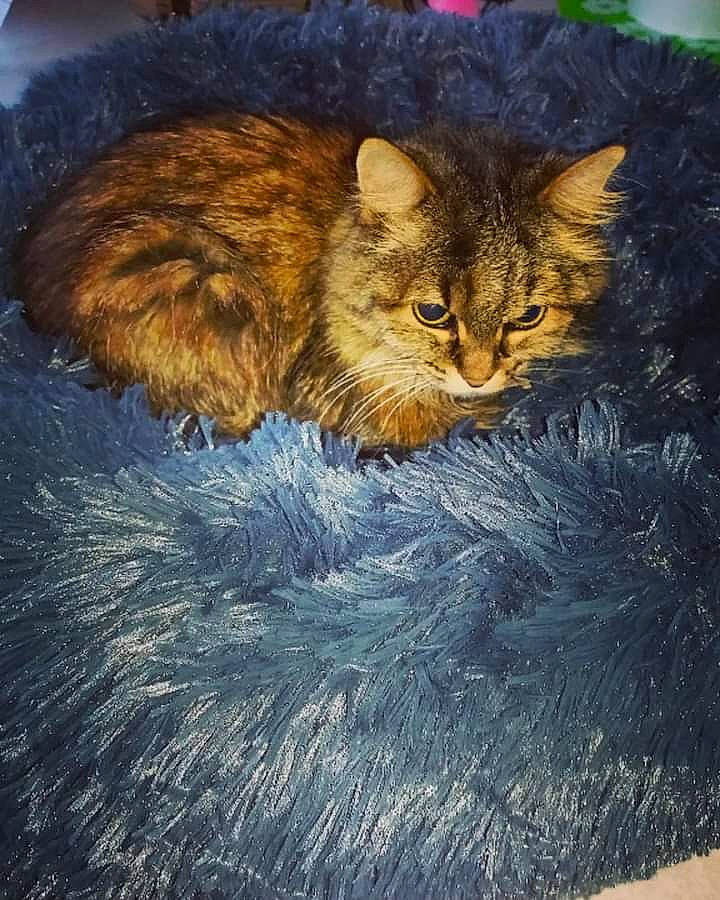 Etincelle a rejoint le concours — aidez-le/la à gagner de superbes lots ! art, brown, carnivore, cat, cat_supply, claw, domestic_short_haired_cat, fawn, felidae, fur, paw, small_to_medium_sized_cats, snout, tail, terrestrial_animal, textile, whiskers, wildlife, window