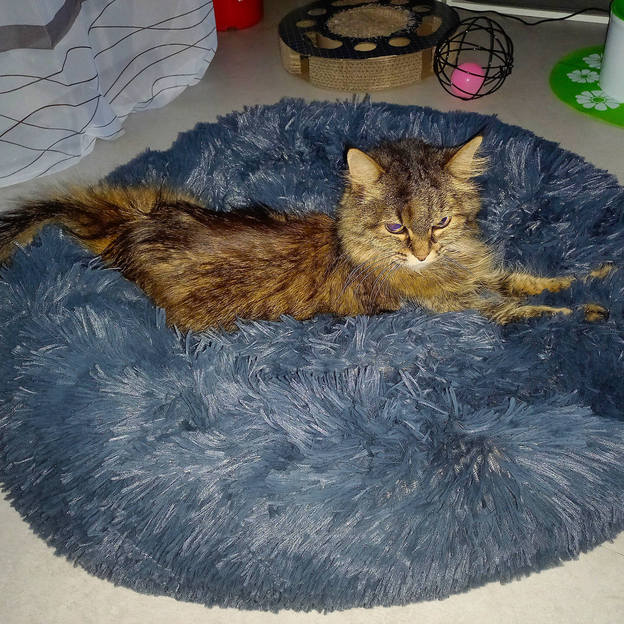 Etincelle participe au concours pour gagner de l'argent avec cette photo : art, bag, carnivore, cat, cat_bed, cat_supply, claw, comfort, domestic_short_haired_cat, fawn, felidae, flooring, fur, grey, paw, small_to_medium_sized_cats, tail, textile, vertebrate, whiskers