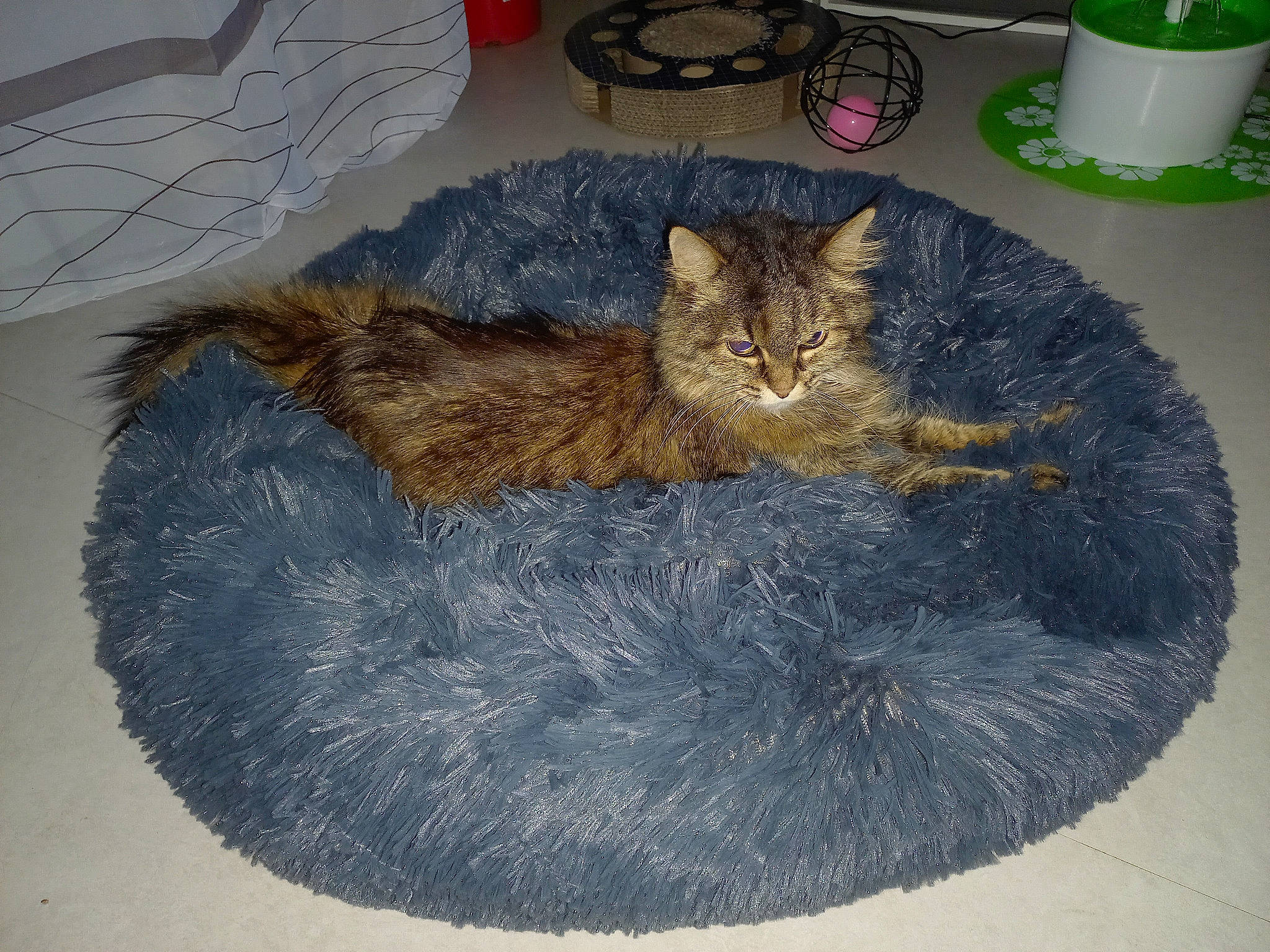 Etincelle a rejoint le concours — aidez-le/la à gagner de superbes lots ! bathroom, carnivore, cat, cat_bed, cat_supply, comfort, cup, domestic_short_haired_cat, fawn, felidae, floor, flooring, fur, grey, paw, small_to_medium_sized_cats, tail, textile, vertebrate, whiskers