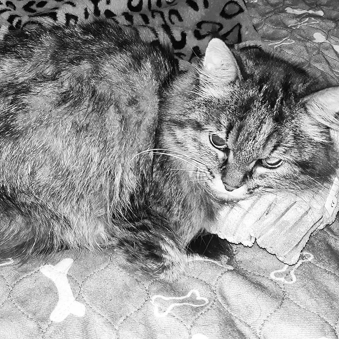 Etincelle participe au concours pour gagner de l'argent avec cette photo : black_and_white, carnivore, cat, domestic_short_haired_cat, eye, felidae, fur, grass, grey, monochrome, monochrome_photography, paw, small_to_medium_sized_cats, snout, stock_photography, style, tail, terrestrial_animal, whiskers, wildlife