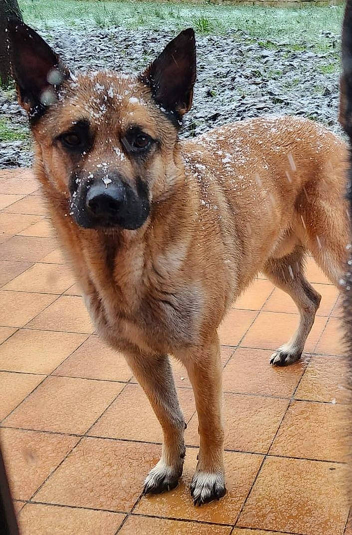 Pongo participe au concours pour gagner de l'argent avec cette photo : canidae, carnivore, companion_dog, dog, dog_breed, fawn, fur, herding_dog, plant, snout, sporting_group, terrestrial_animal, working_animal, working_dog