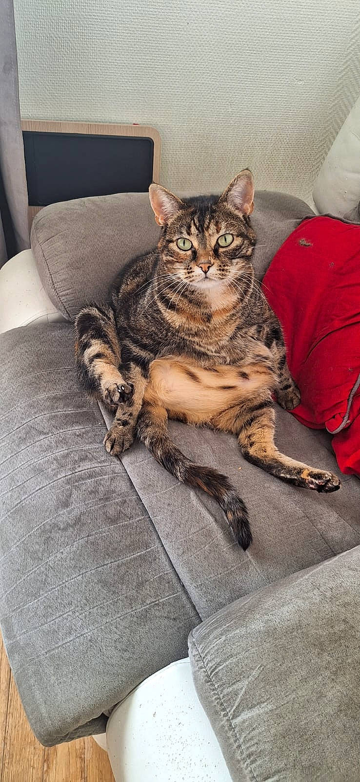 Nala a rejoint le concours — aidez-le/la à gagner de superbes lots ! carnivore, cat, claw, comfort, couch, domestic_short_haired_cat, eye, felidae, flooring, foot, fur, human_leg, paw, sitting, small_to_medium_sized_cats, snout, tail, terrestrial_animal, whiskers, wood