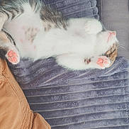 Minouche a rejoint le concours — aidez-le/la à gagner de superbes lots ! kitten, cat, sleeping, paw, pink_paw, blanket, soft, cozy, nap, fur, striped, pet, animal, relaxed, indoor, cushion, fabric, closeup, cute, resting
