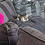 Minouche participe au concours pour gagner de l'argent avec cette photo : cat, couch, cushion, pillows, sleeping, cozy, indoor, pet, feline, home, resting, striped_cat, soft, comfort, relaxation, furniture, domestic, cute, gray, snuggling