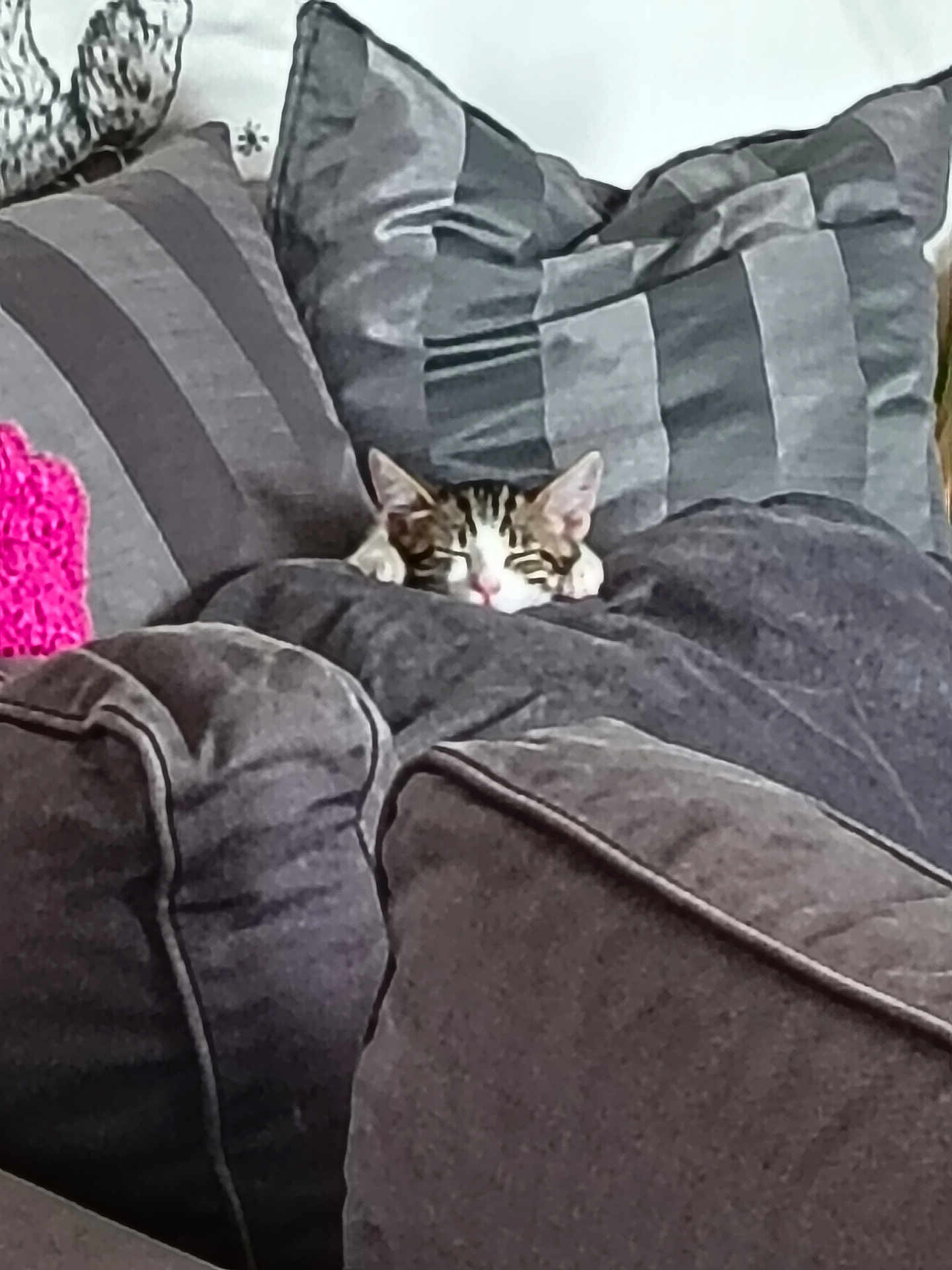 Minouche participe au concours pour gagner de l'argent avec cette photo : cat, couch, cushion, pillows, sleeping, cozy, indoor, pet, feline, home, resting, striped_cat, soft, comfort, relaxation, furniture, domestic, cute, gray, snuggling