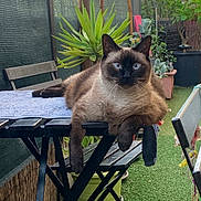 Chipie a rejoint le concours — aidez-le/la à gagner de superbes lots ! cat, siamese_cat, table, outdoor, garden, balcony, plants, potted_plants, greenery, string_lights, furniture, chair, relaxing, pet, animal, fur, blue_eyes, looking_at_camera, daylight, cozy
